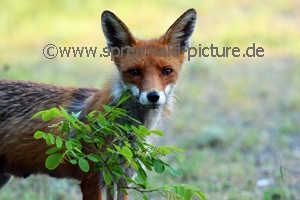 Fuchs hinter einem Ast