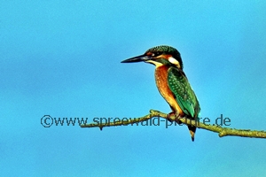 Eisvogel 