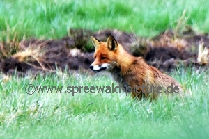 Fuchs auf der Wiese sitzend