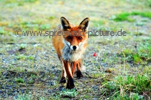 Fuchs im Spreewald unterwegs