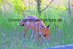 Fuchs auf der Suche