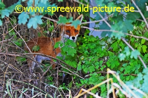 Fuchs versteckt sich im Gebüsch