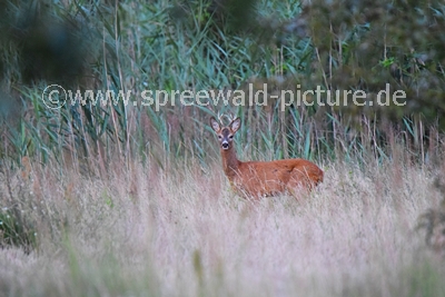 Rehbock im Spreewald 