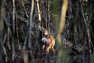 Reh im Wald