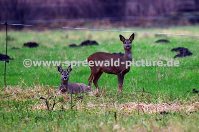 zwei Rehe 