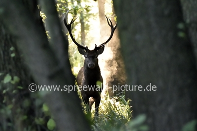 Rothirsch im Spreewald