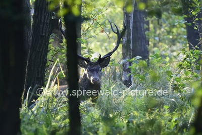 Rothirsch zieht sich in den Wald zurck