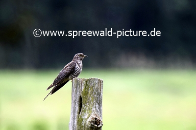 Kuckuck im Spreewald