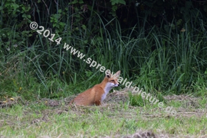 Fuchs sitzt auf der Wiese